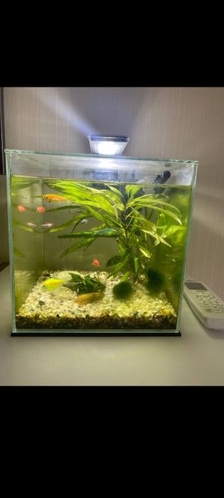 Акваріум з рибками