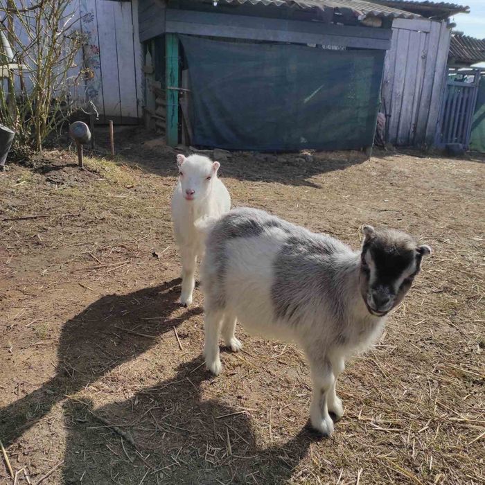 Козенята ламанча 2025 року