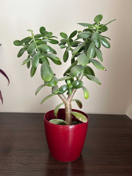 Грошове дерево (Товстолист)