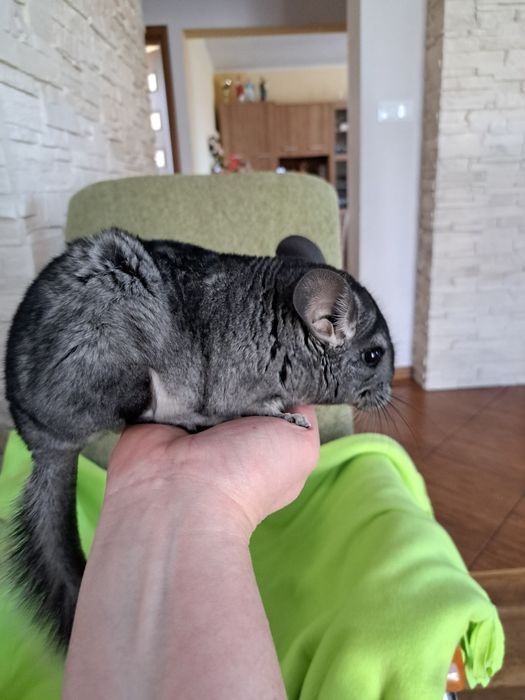 Szynszyl młody samiec