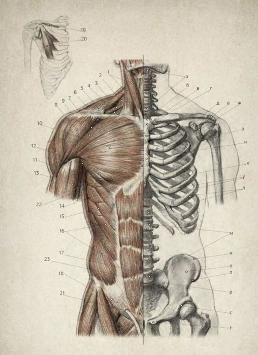 Plakat Przedstawiono anatomiczną ilustrację ludzkiego torsu