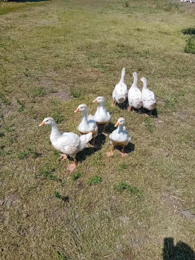 Gęsi młode białe
