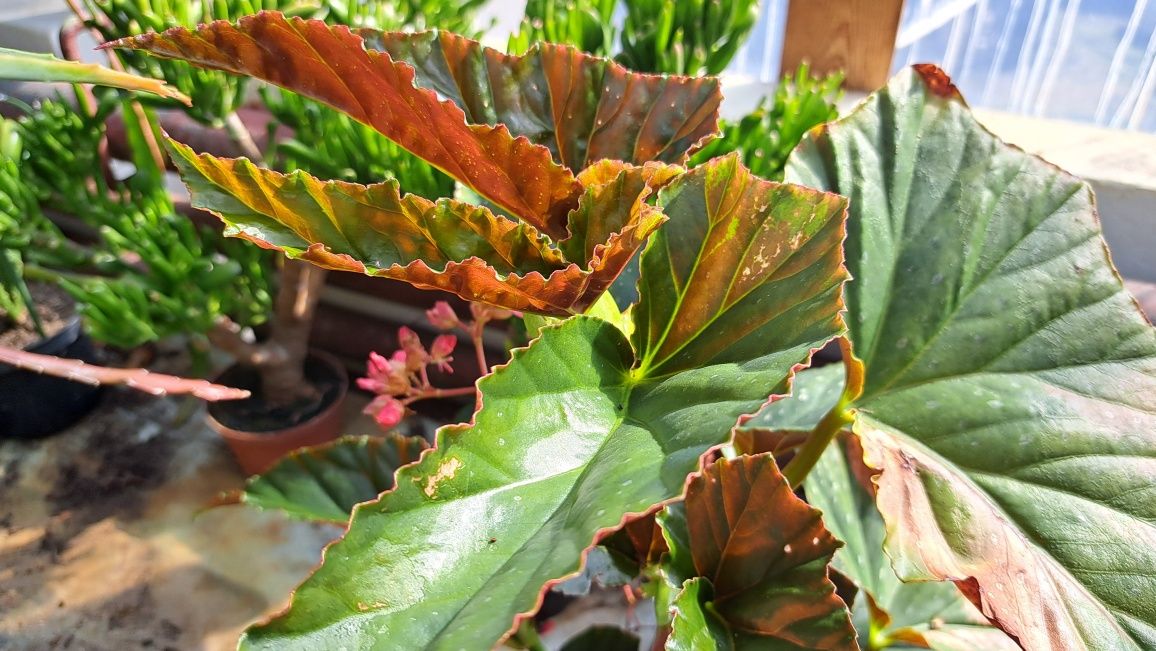 Begonia Maculata Duże Rośliny