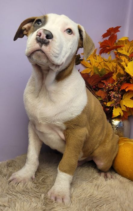 Rodzinny piesek Amstaff!