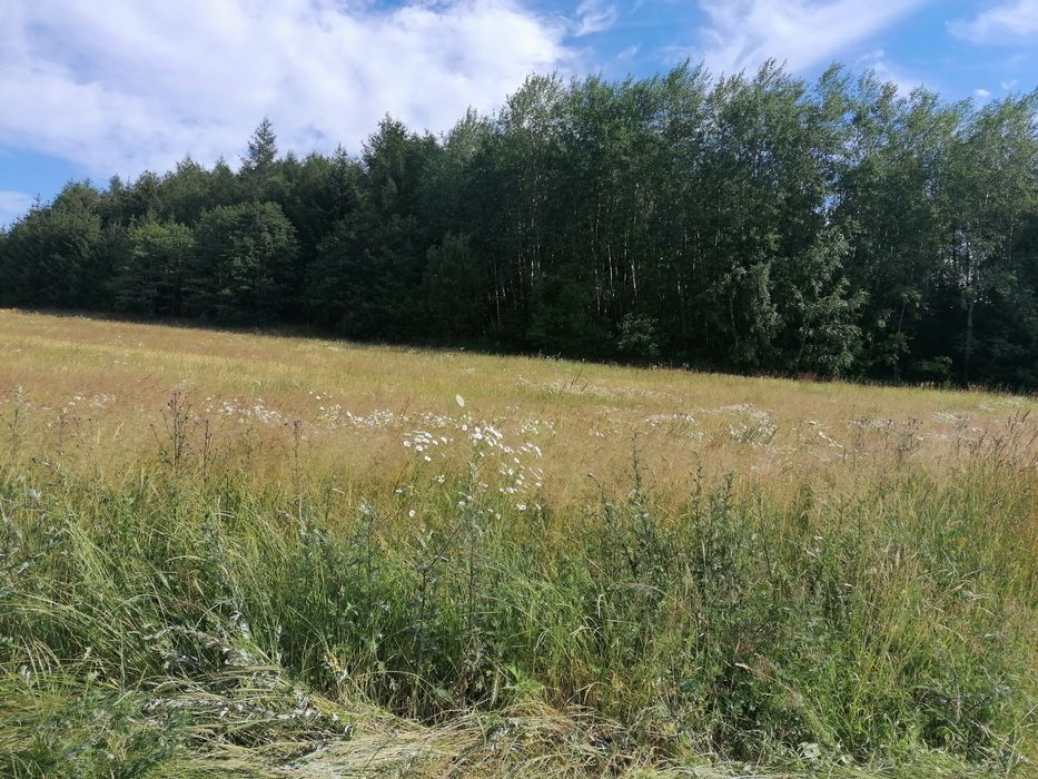 Działka budowlana  0.1260 ha w górach Dzikowiec, Nowa Ruda