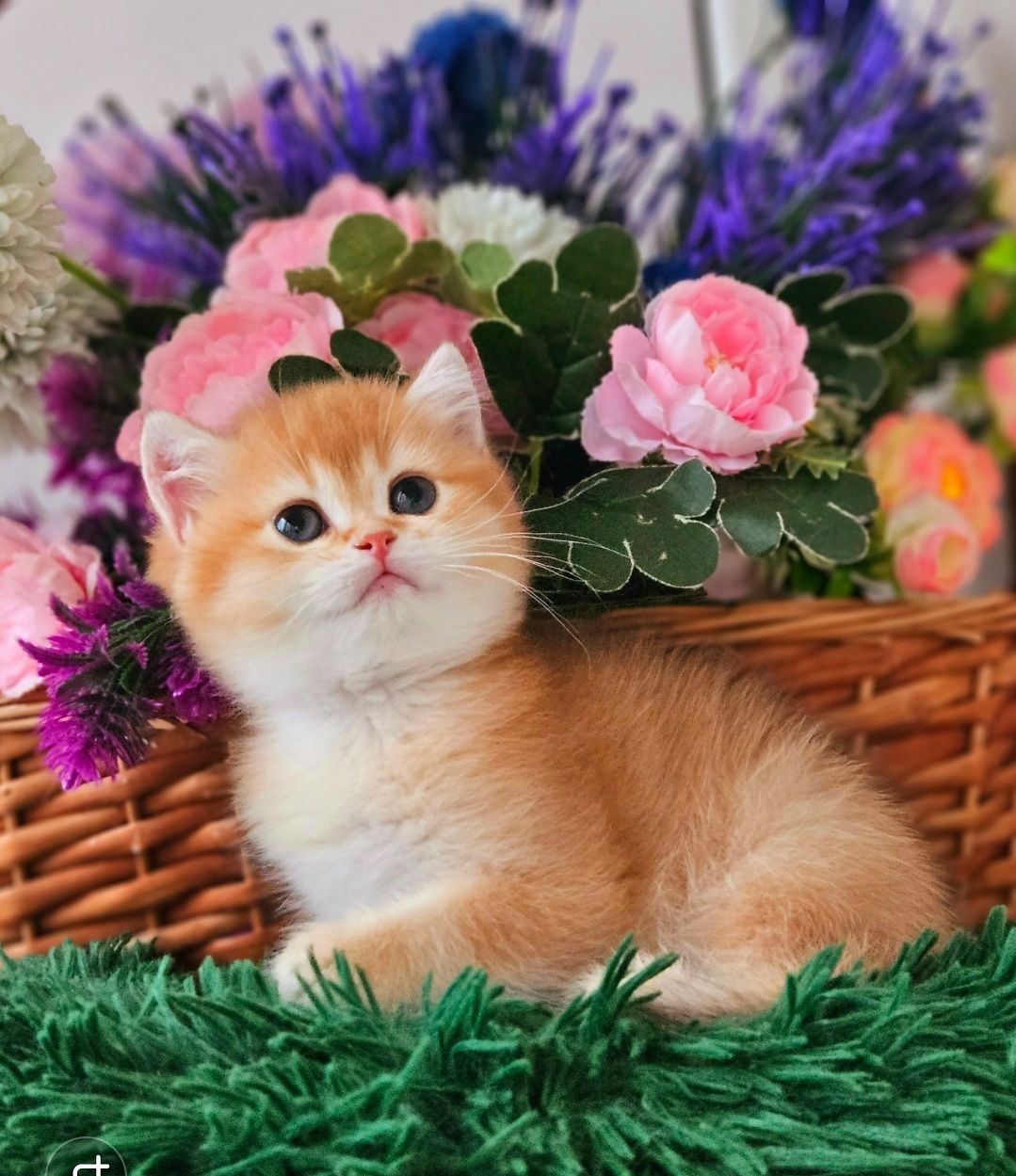 Золотая британская шиншилла кот котята котик хлопчик шоколадного
