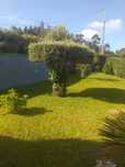 Oliveiras para jardim