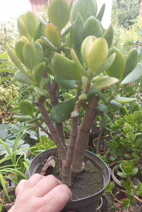 Продам гибискусы,драцену,толстянки,розмарин,жакаранду и уличные раст.