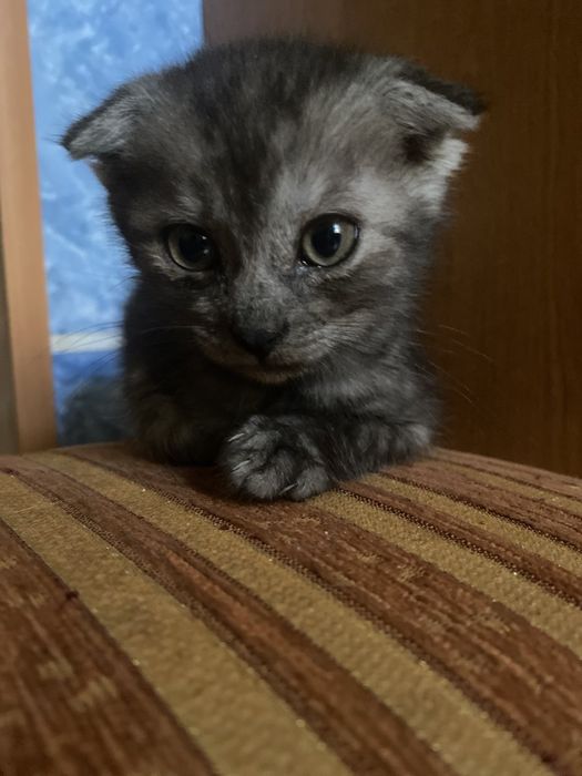 Віддамо в добрі руки кошенят...