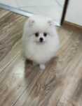 Pomeranian Szpic miniaturowy