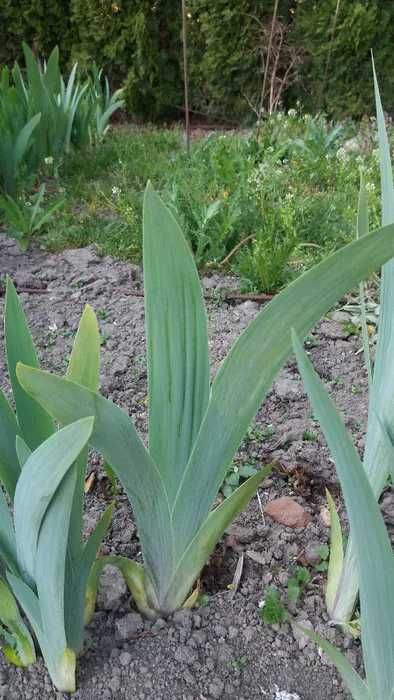 IRYS Primula (Kosaciec) - cena za 3 bulwy