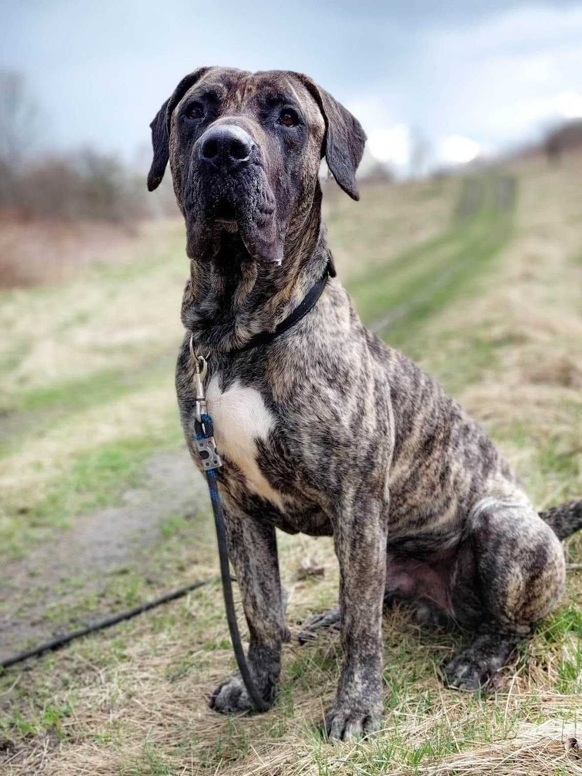 Piękny kochający dog kanaryjski FILET szuka domu!