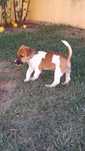 Jack Russell Terrier Excelente, com Pedigree e Afixo
