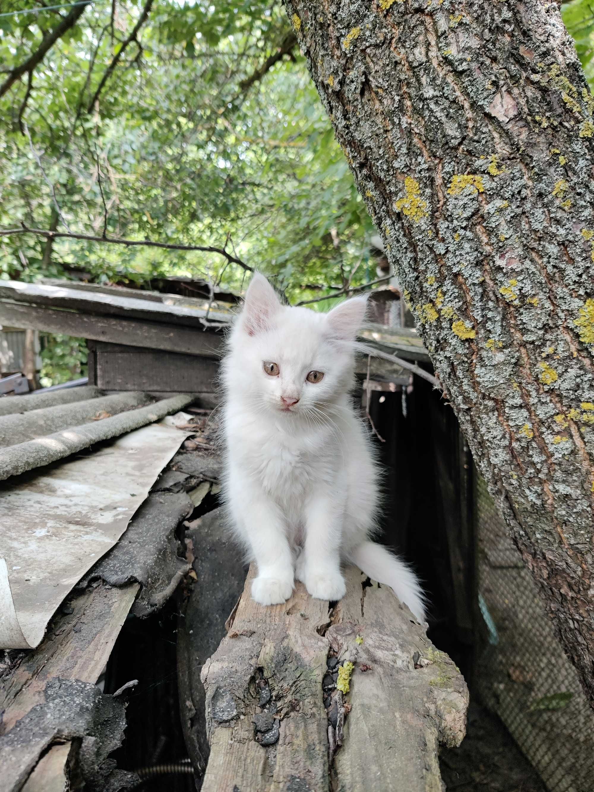 Кошенята віддам в добрі руки