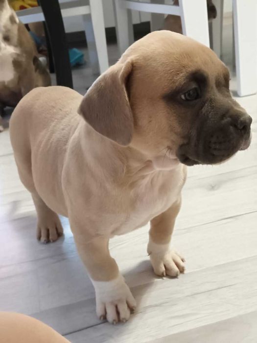 American Bully ABKC