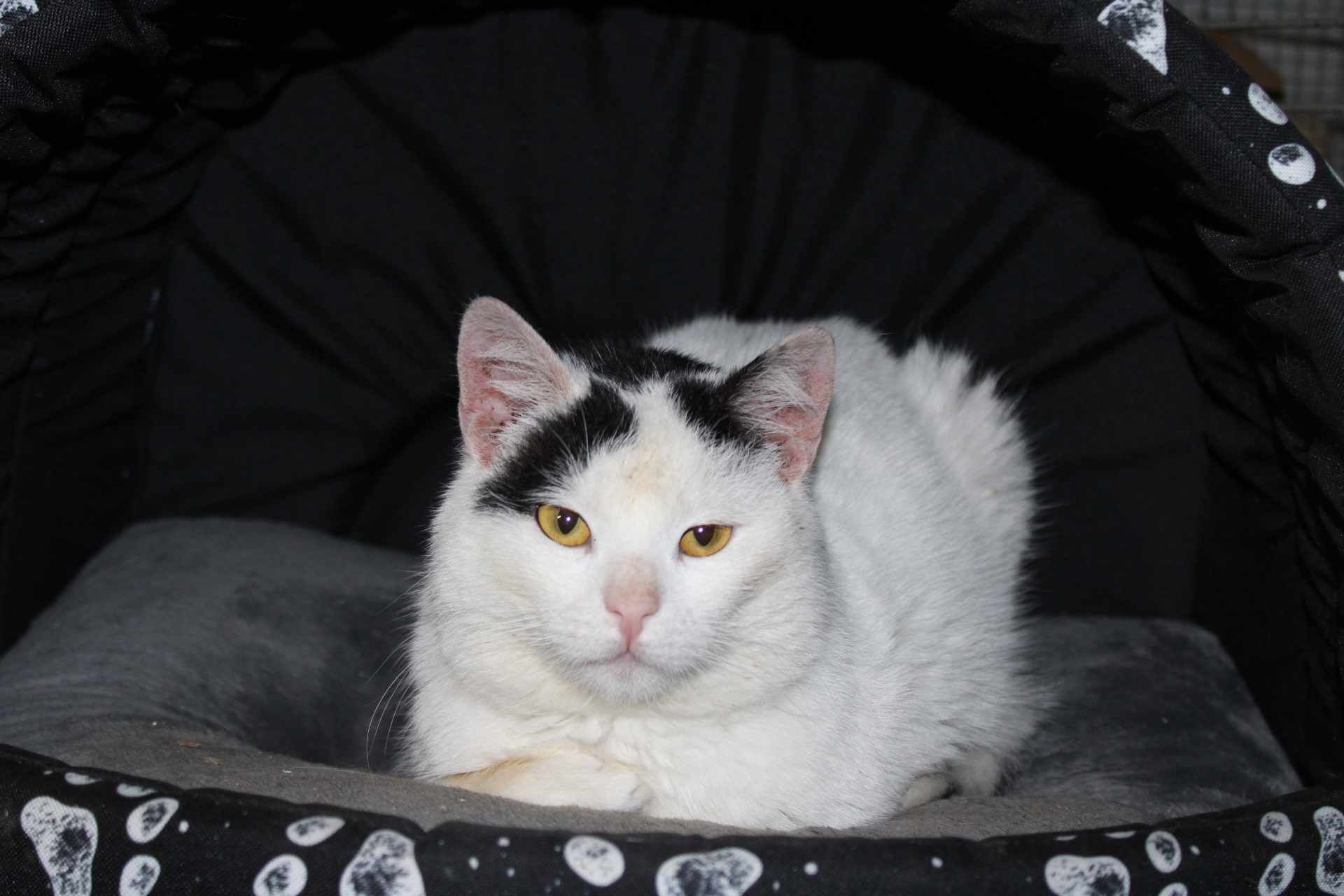 Roczny kocurek z białaczką do adopcji