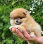 Szpic miniaturowy Pomeranian Orange suczka XXS