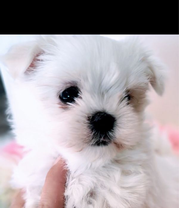 Mega cudowna maleńka sunia maltańczyk