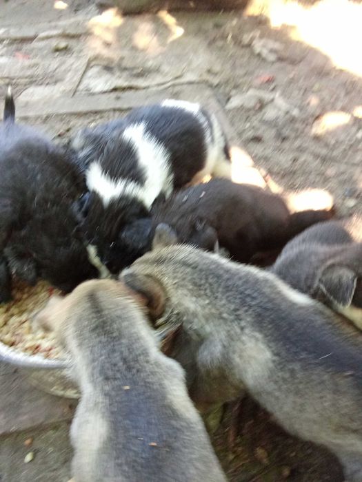Щенята родились 9.08 в чергу их мама. метис овчарки длинношерстной.