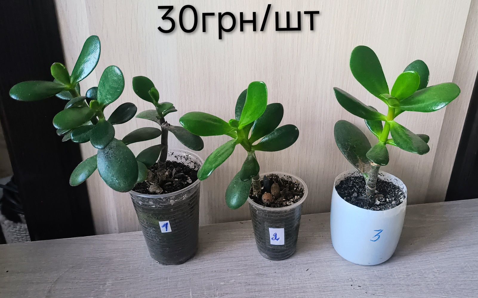 Толстянка красула грошове дерево кімнатні рослини домашні квіти