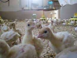 Индюк суточный Белый Широкогрудый