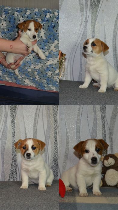 Цуценята Джек Рассел Терʼєр КСУ