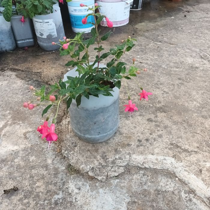 Brincos de princesa excelente qualidade