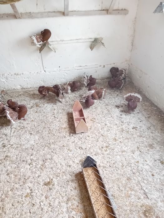 Pawiki na lęcie  likwidacja  tej rasy