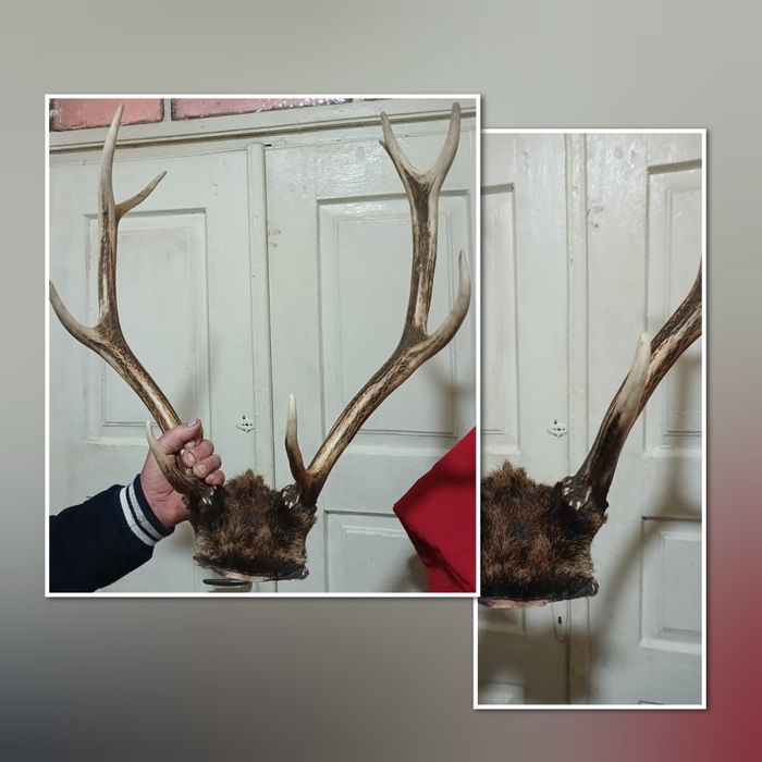 Оленячі роги недорого