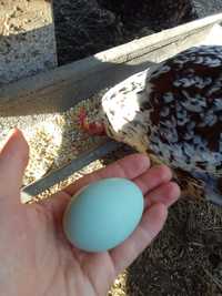 інкубаційне яйце амераукани, різнокровні+ качині яйця індокачки