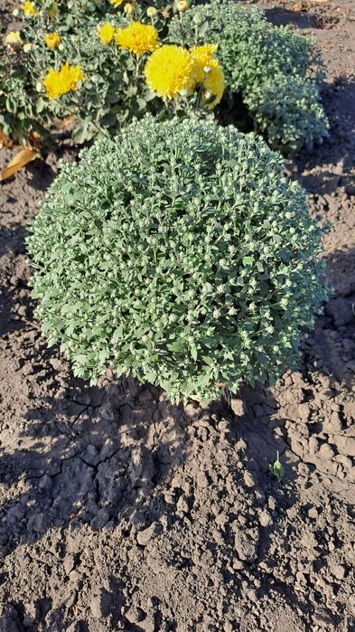 Продам хризантеми