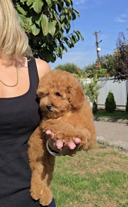 Лялькові кучеряшки.