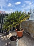 Cycas revolutas adultas