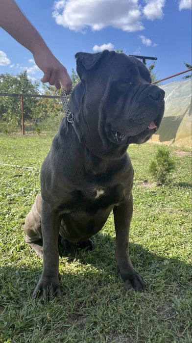 Вязка! Кане корсе