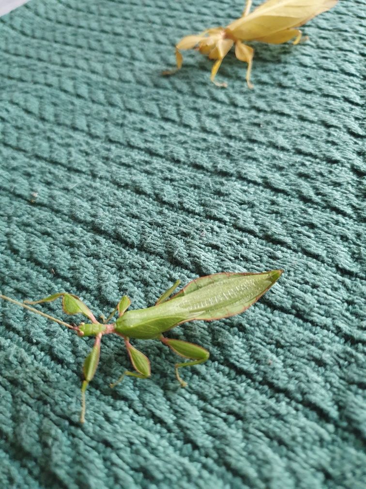 Jajka Liściec Phyllium Letiranti Tataba