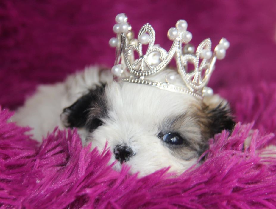 Shih - Tzu sunia Zkwp FCI