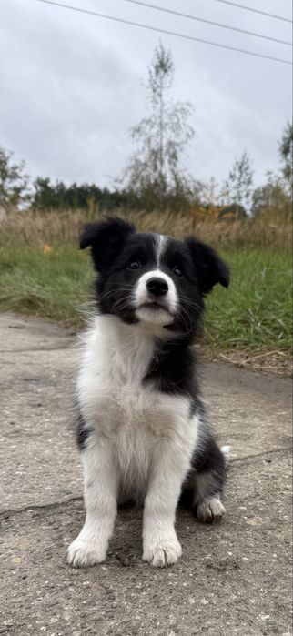 Szczeniak chlopiec Border Collie szczeniak samczyk piesek