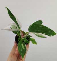 Filodendron Philodendron White Princess 10 cm