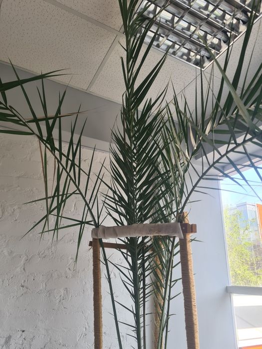 Фінікова пальма 40 років 3.5м
