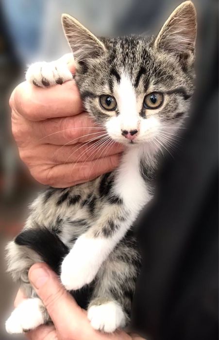 Котики в добрі руки