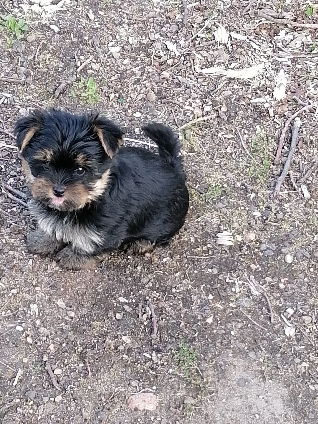Продам цуценя Yorkshire Terrier