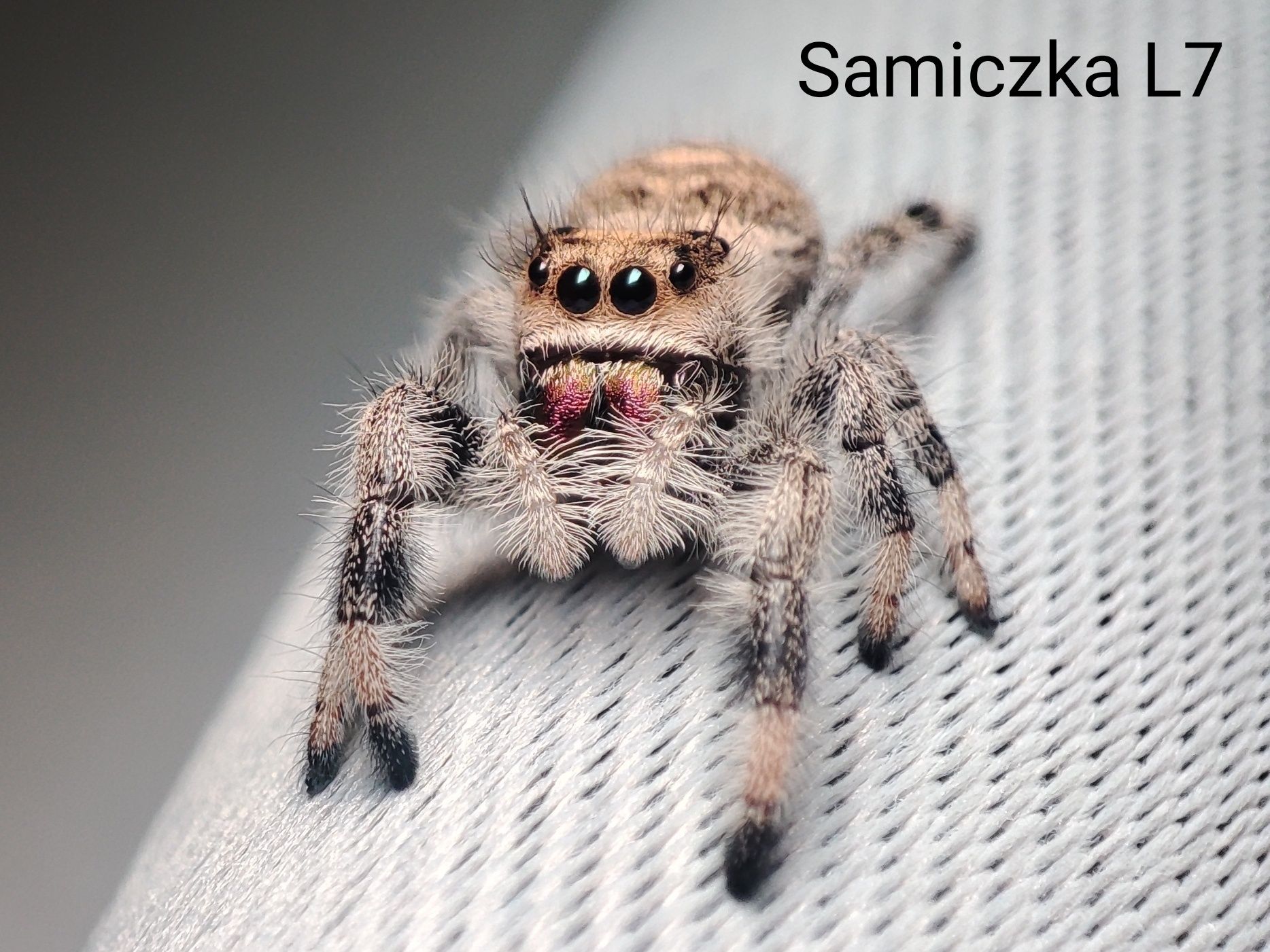 Phidippus Regius / Skakun Królewski Apalachicola L6/L7