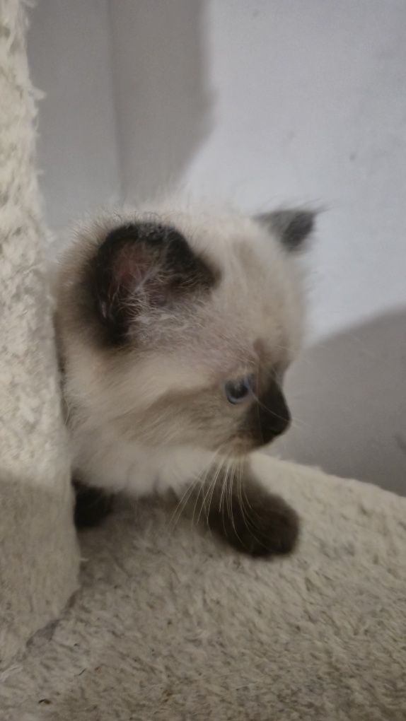 Kocurek Ragdoll FPL- gotowy do zmiany domku
