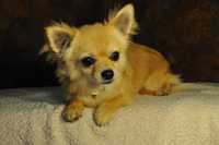 Chihuahua - prześliczny długowłosy piesek