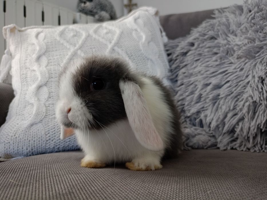 Królik miniaturka mini lop minilop