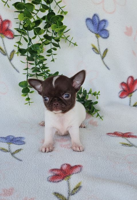 Estupendo mini mini Chiuaua/ Chihuahua, linhagem russa de Qualidade