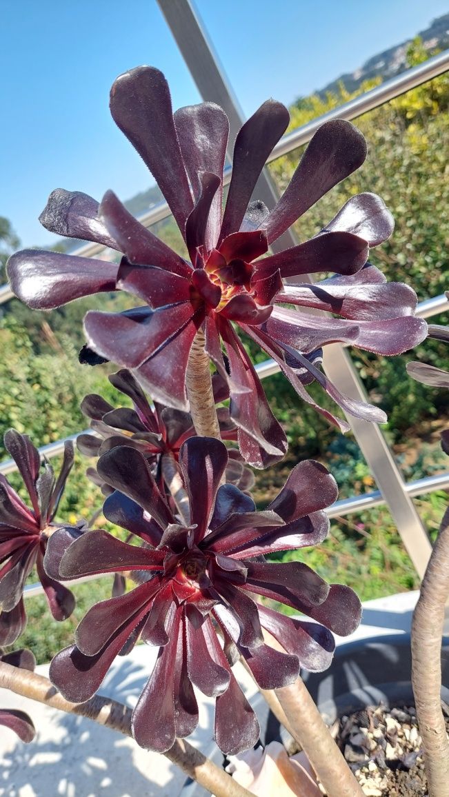 Planta suculenta negra aeonium arboreum