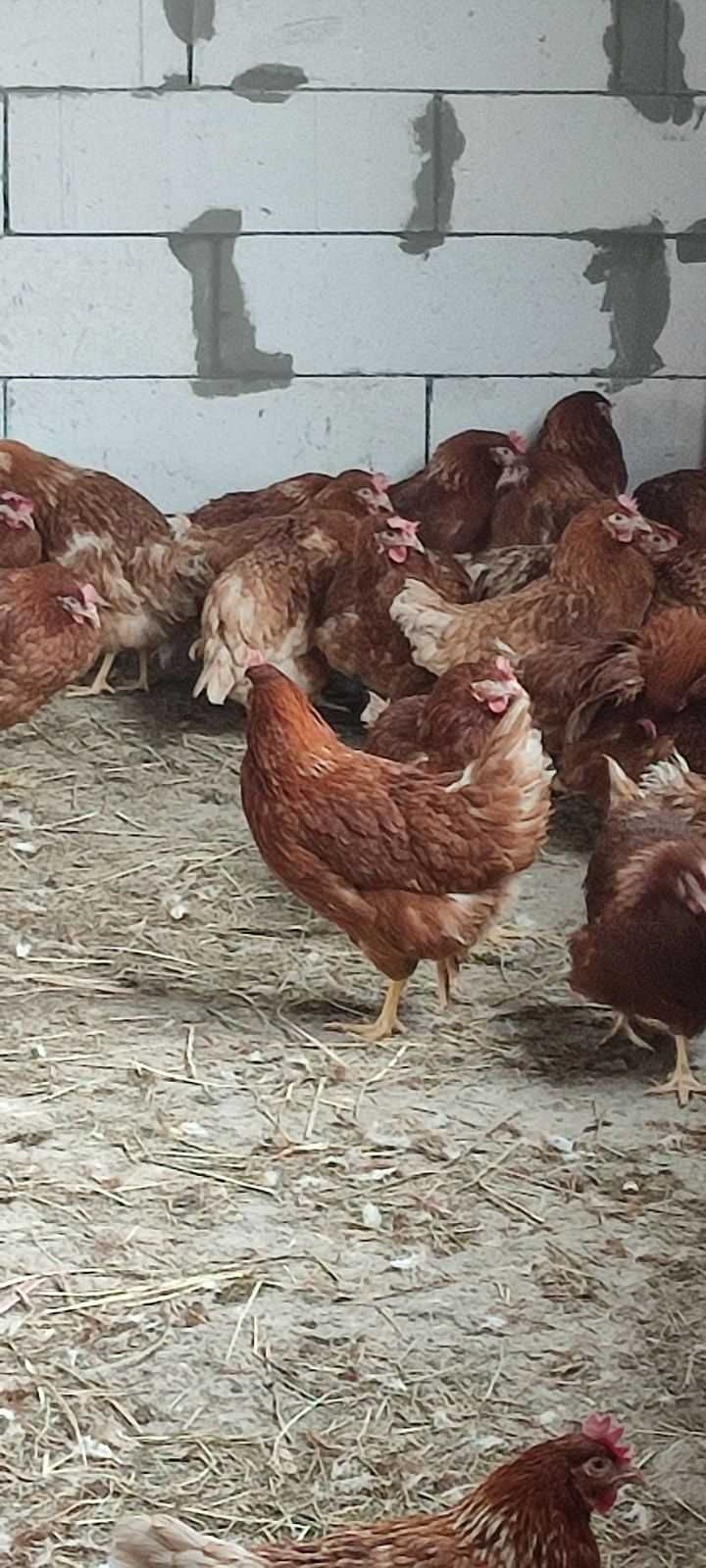Демидівка. КУРИ-Несушка! продам доставка безкоштовна!