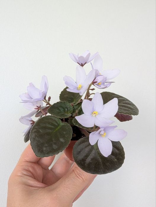 Розпродаж! Сортові фіалки: НАБІР листочків свіжозріз! Сенполія Оболонь