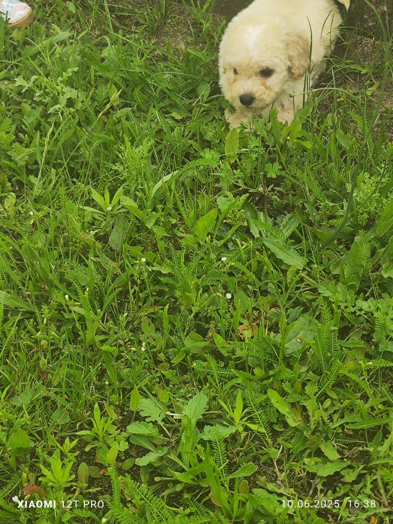 Maltipoo cudowne szczenię